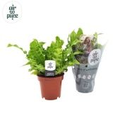 Асплениум Криспи Вейв d12 см h25 см тип 1