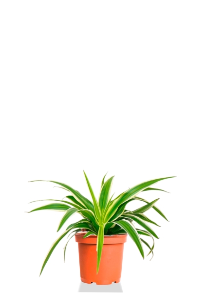 Хлорофитум Айриш 12/30 см