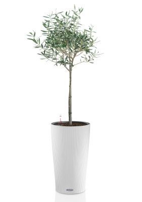 Олива в CILINDRO 32 Олива в CILINDRO 32