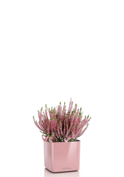 Вереск (Эрика) розовый в CUBE GLOSSY KISS 14