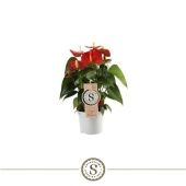 Антуриум Андрианум Чемпион красный d9 см h30 см