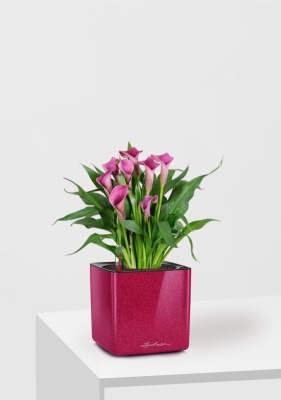 Калла микс 12/35 см в CUBE GLOSSY KISS 14, вишнево-розовый блестящий