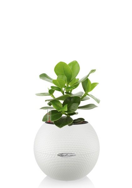 Клузия в PURO 20