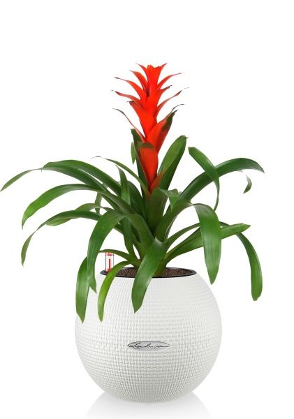 Гузмания красная в PURO 20