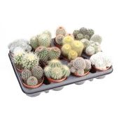 Кактусы микс d8.5 см h10 см тип 2