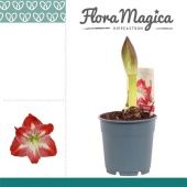 Гиппеаструм Exotic Striped Flora Magica 1 ствол d12 см h20 см тип 1