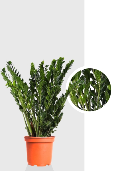 Замиокулькас Макси 30/100 см