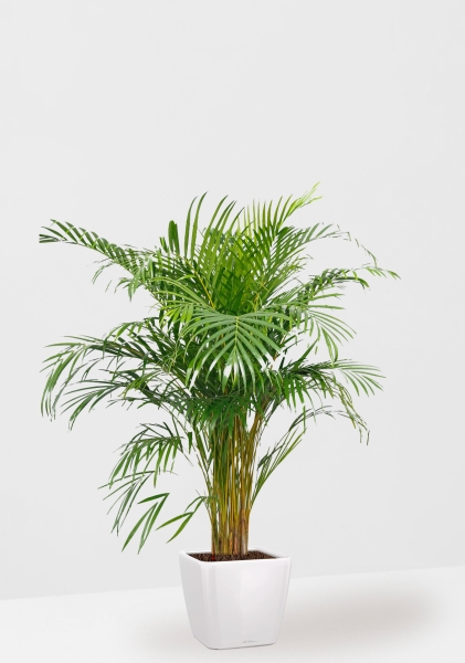 Хризалидокарпус Арека 24/160 см в QUADRO LS 35