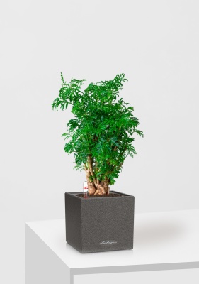 Полисциас Фрутикоза 12/40 см в CANTO STONE 14