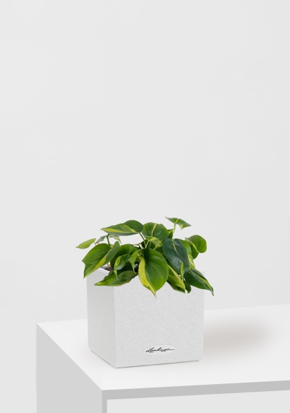 Филодендрон Бразил 12/20 см в CANTO STONE 14 Филодендрон Бразил 12/20 см в CANTO STONE 14