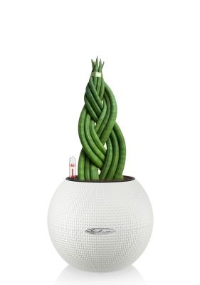 Сансевиерия цилиндрика косичка в PURO 20, белый