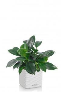 Филодендрон Грин Принцесс в CUBE COLOR 14