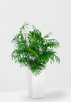 Хамедорея Элеганс 20/100 см в CUBICO COLOR 30, белый Хамедорея Элеганс 20/100 см в CUBICO COLOR 30, белый