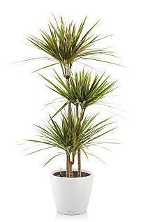 Драцена Биколор CLASSICO 28/120 см, белый