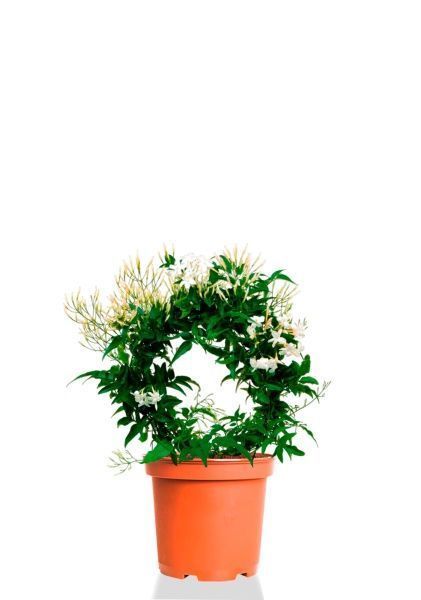 Жасмин на опоре 12/35 см