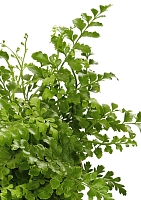 Папоротник Парвати 12/25 см в OJO Папоротник Парвати 12/25 см в OJO