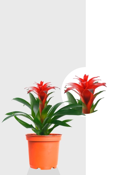 Гузмания Калипсо красная 12/40 см