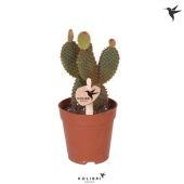 Опунция Red d9 см h23 см