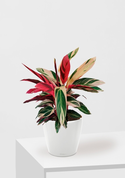 Строманта 19/65 см в CLASSICO LS 28