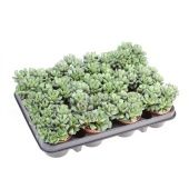 Адромискус Кристатус 8,5/10 см Адромискус Кристатус 8,5/10 см