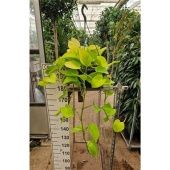 Эпипремнум Голден Потос d27 см h60 см