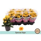 Каланхоэ Rosalina Yellow Special Sign d9 см h19 см