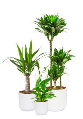 Набор для озеленения офиса № 2 (Юкка, Драцена Компакта 3 ствола, Спатифиллум) Набор для озеленения офиса № 2 (Юкка, Драцена Компакта 3 ствола, Спатифиллум)