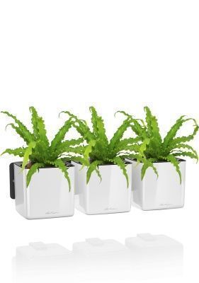 Асплениум Антикум Осака в ЗЕЛЕНАЯ СТЕНА Home Kit Glossy 15, белый блестящий