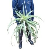 Тилландсия Brachycaulus Extreme d60 см h40 см