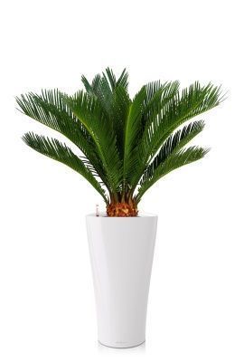 Цикас в DELTA 30, белый Цикас в DELTA 30, белый