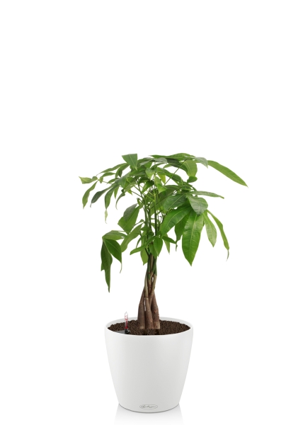 Пахира Акватика косичка 14/50 см в CLASSICO COLOR 18