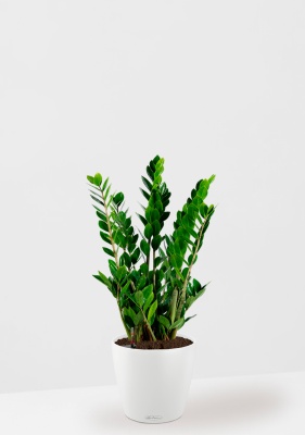 Замиокулькас 17/70 см в CLASSICO COLOR 21