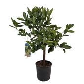 Цитрус Лиметта d21 см h80 см