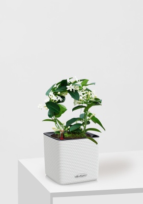 Стефанотис 12/30 см в CUBE COLOR 14, белый