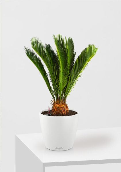 Цикас Революта 14/60 см в CLASSICO 18