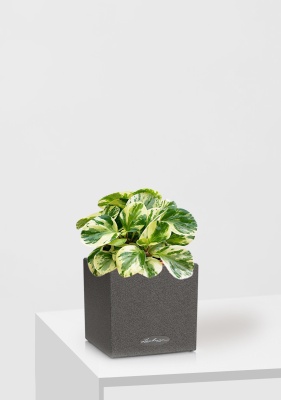 Пеперомия Биколор 12/20 см в CANTO STONE 14 Пеперомия Биколор 12/20 см в CANTO STONE 14