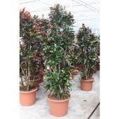 Кротон Кодиеум Мамми бранч d55 см h240 см