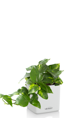 Сциндапсус Ауреум в CUBE COLOR 14