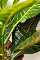 Кротон (Кодиеум) Экселент 17/50 см в CLASSICO Color 21