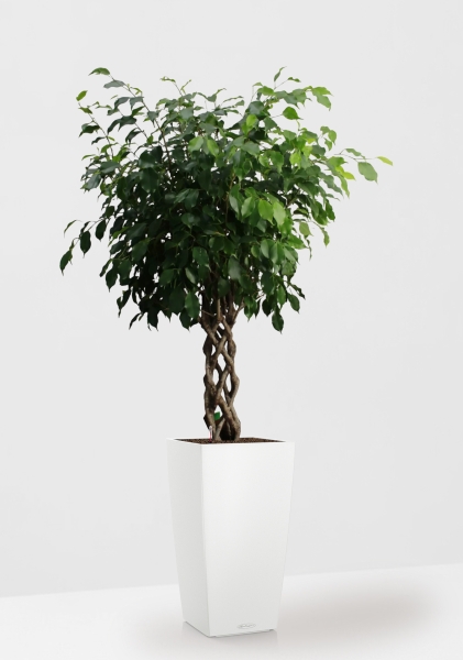 Фикус Бенджамина Экзотика цилиндр 27/120 см в CUBICO COLOR 30 Фикус Бенджамина Экзотика цилиндр 27/120 см в CUBICO COLOR 30