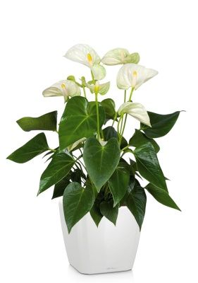 Антуриум Андрианум белый 17/60 см в QUADRO LS 21, белый блестящий