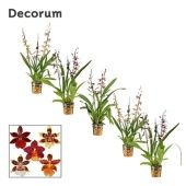 Орхидея Камбрия 3 ствола микс (decorum) d12 см h60 см Орхидея Камбрия 3 ствола микс (decorum) d12 см h60 см