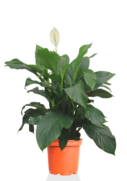 Спатифиллум Свит 24/100 см