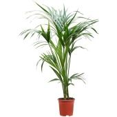 Ховея Форстериана d19 см h105 см