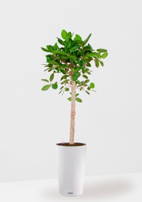 Фикус Бенгальский Одри на штамбе 24/110 см в CILINDRO COLOR 32 Фикус Бенгальский Одри на штамбе 24/110 см в CILINDRO COLOR 32