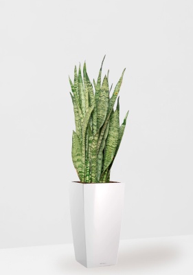 Сансевиерия Зейланика 21/70 см в CUBICO 30, белый блестящий