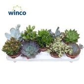 Суккуленты микс d12 см h20 см тип 1