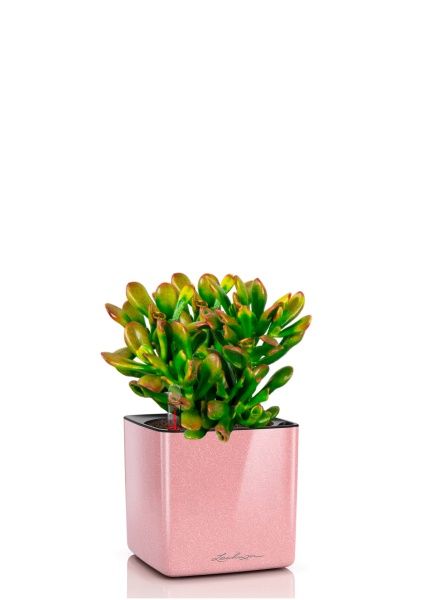 Крассула микс в CUBE GLOSSY KISS 14