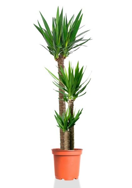 Юкка 3 ствола 31/180 см