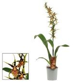 Орхидея Камбрия Мистик Мэйз 1 ствол d12 см h65 см тип 1